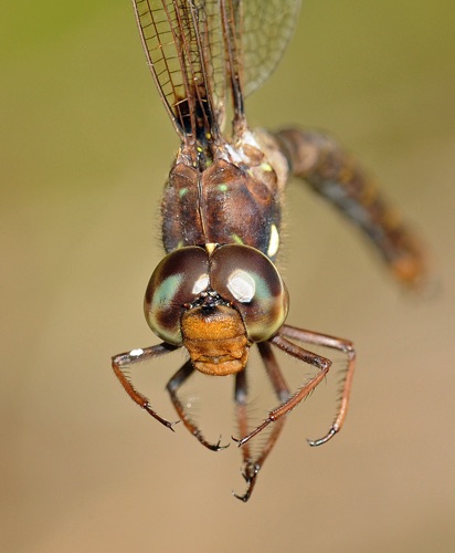 Female
31 Aug 2008  Oconee, SC  Rabun, GA